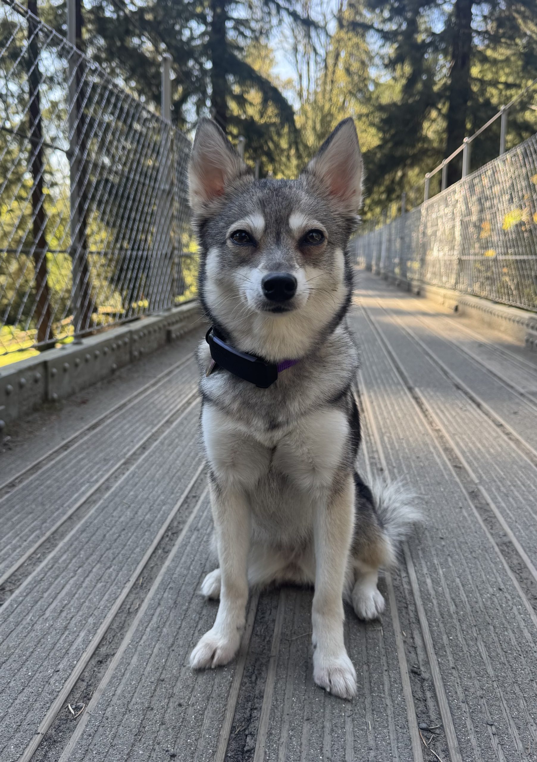 Puppy Culture