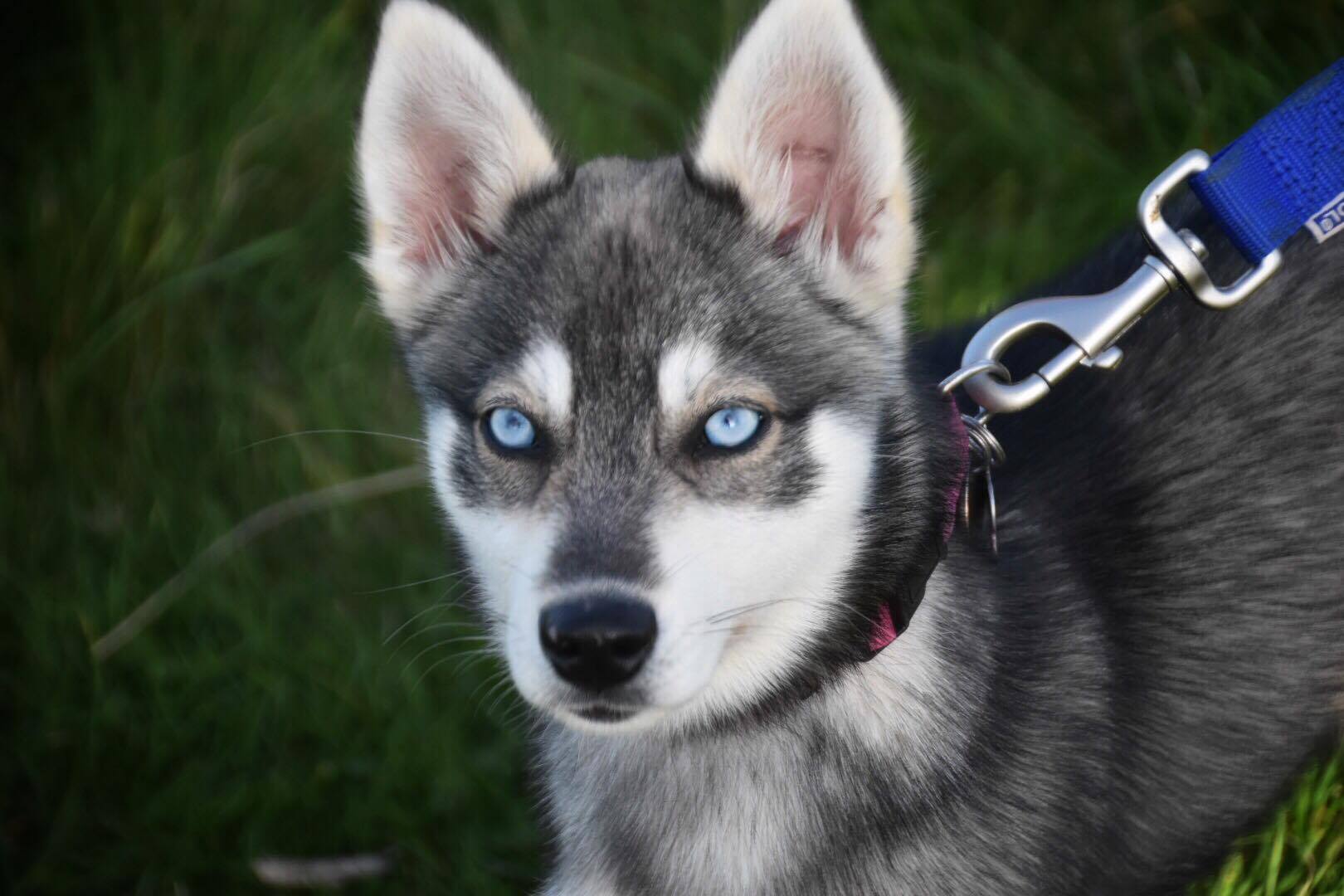 Ivy Winters | House of Klee Kai