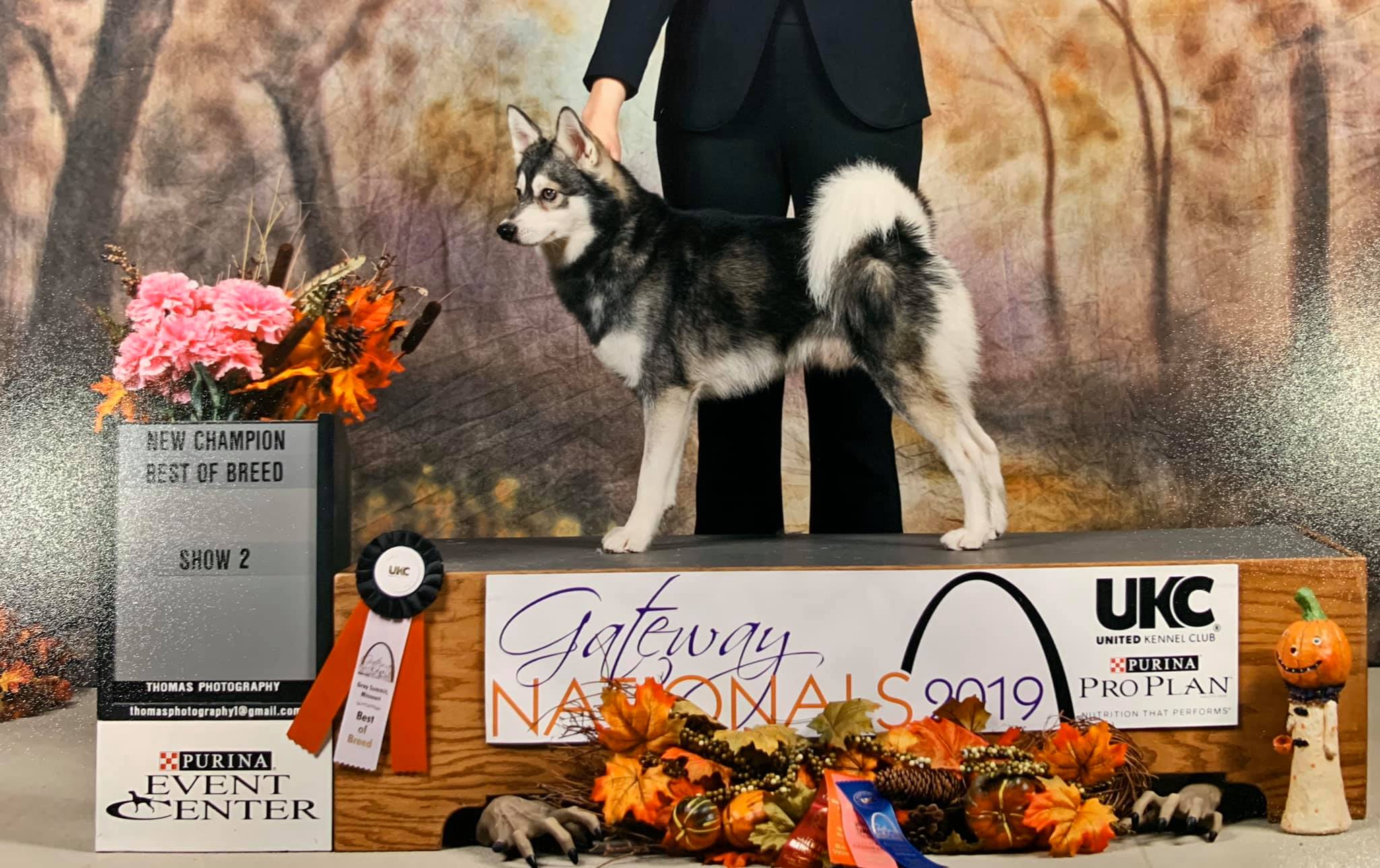 Ukc dog best sale shows 2019